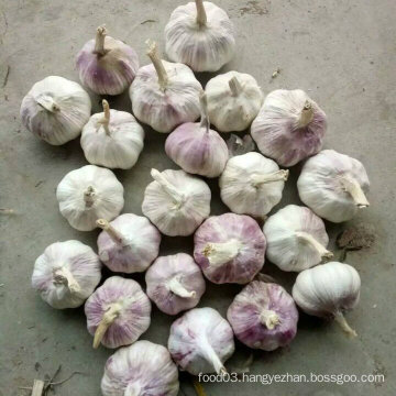 Good Quality New Crop Chinese Fresh White Garlic